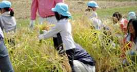 巽ヶ丘幼稚園の生徒とともに稲刈りの様子